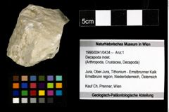 Foto (Objekt + Etiketten) von Decapoda indet. 